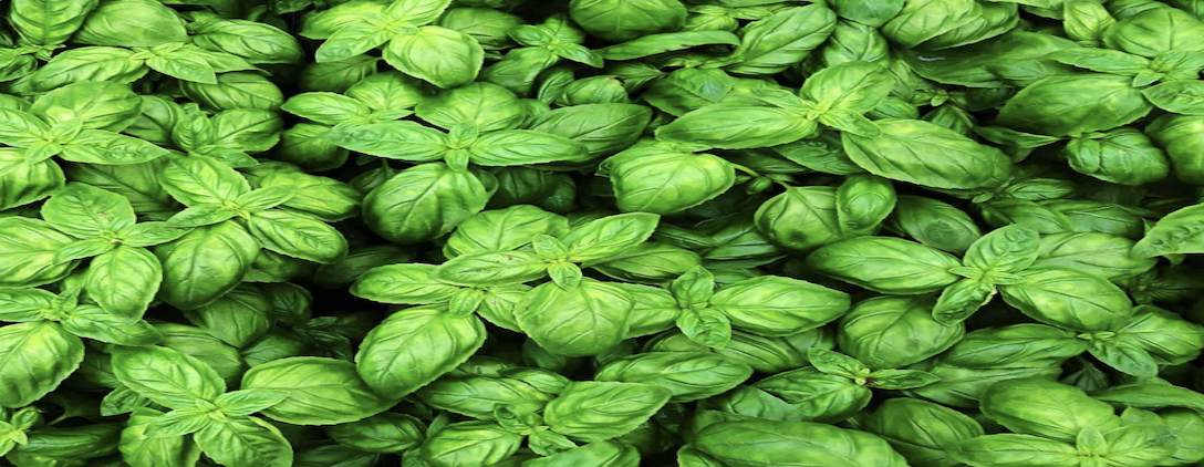 SEEDLINGS ARE READY, WEATHER IS NOT