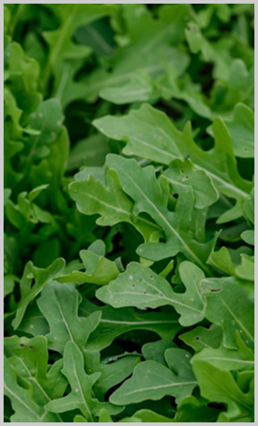 arugula