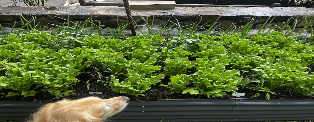 LETTUCE IS READY